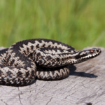 Varmt väder ger fler huggormsbett